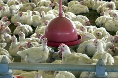 Imagem da notícia Após controle da gripe aviária, 17 países retiram restrições à carne do Brasil